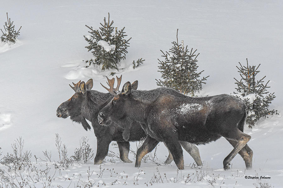 Two Bull Moose in the Snow Photograph by Stephen Johnson