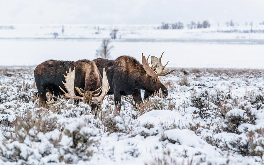 Two Bulls In Winter Photograph by Yeates Photography