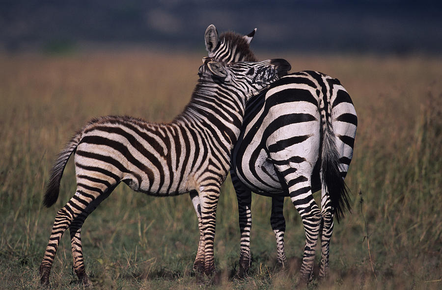 Two Burchells zebras (Equus burchelli) standing on savannah, Kenya Photograph by Anup Shah