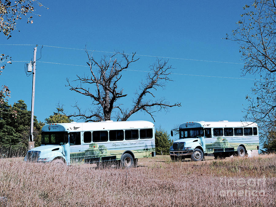 Two Busses Photograph
