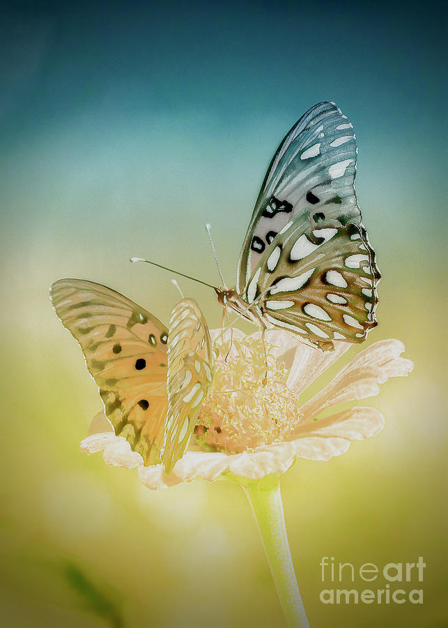 Two Butterflies Digital Art by Anthony Ellis