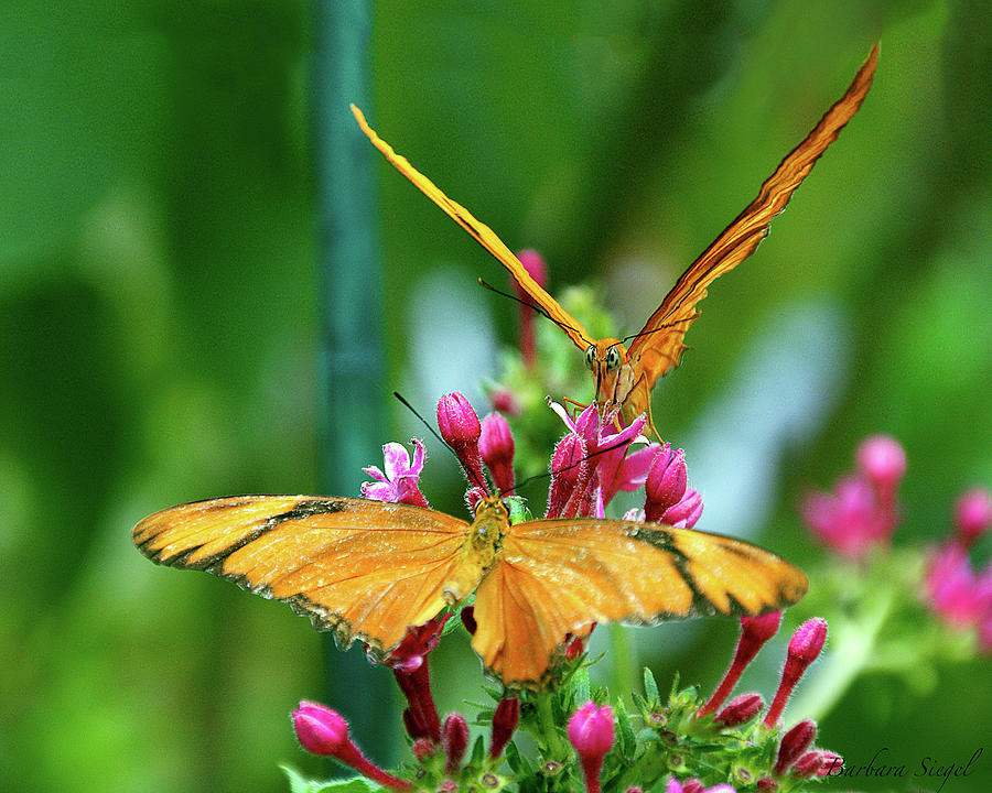 Two Butterflies Photograph by Barbara Siegel