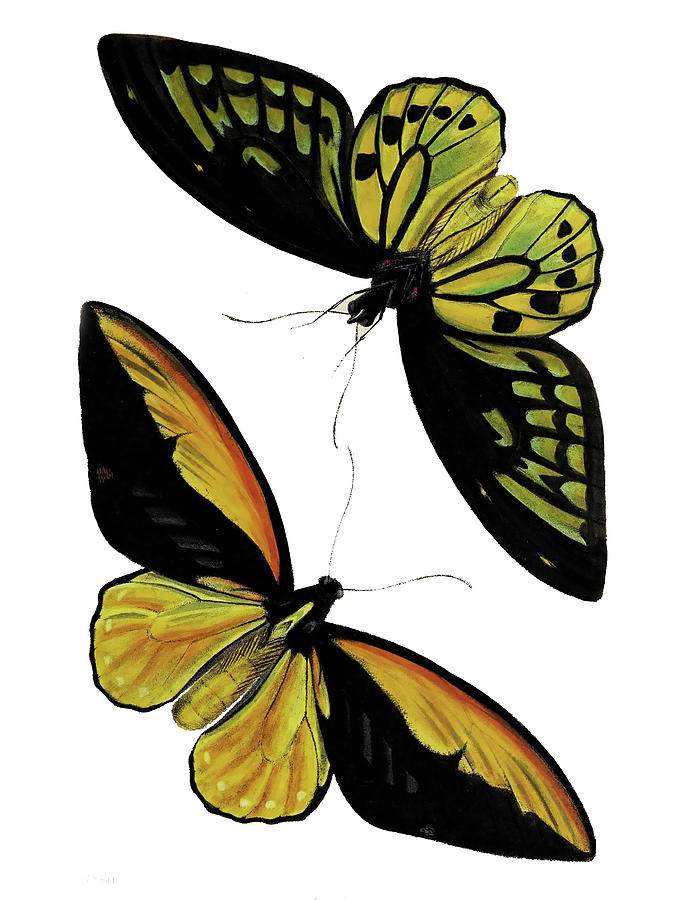 Two Butterflies Digital Art by Lorena Cassady