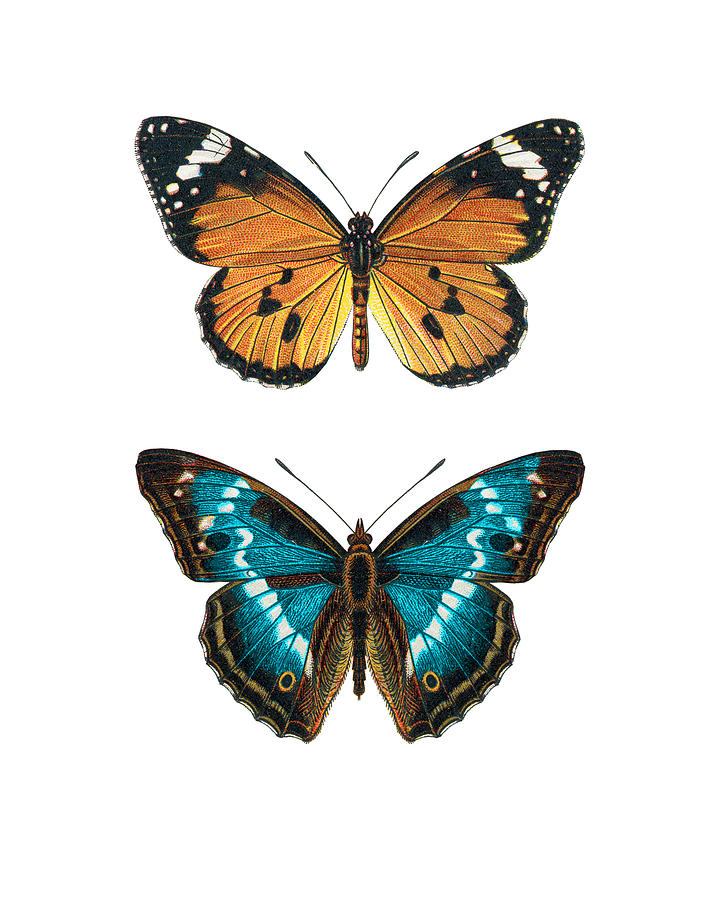 Butterfly Digital Art - Two Butterflies by Madame Memento