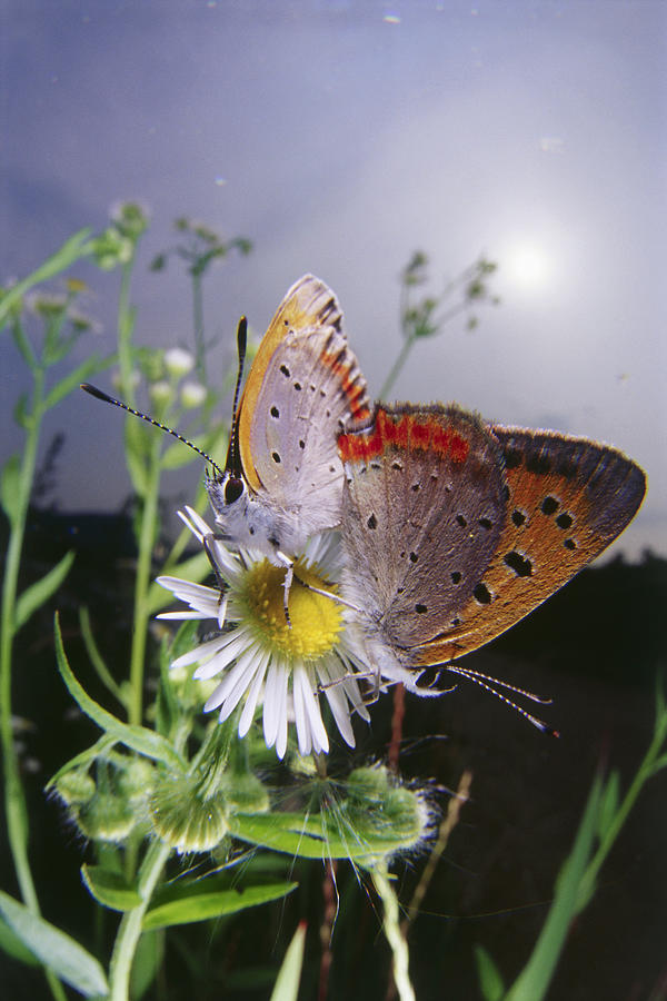 Two butterflies mating on a flower, close-up Photograph by Dex Image