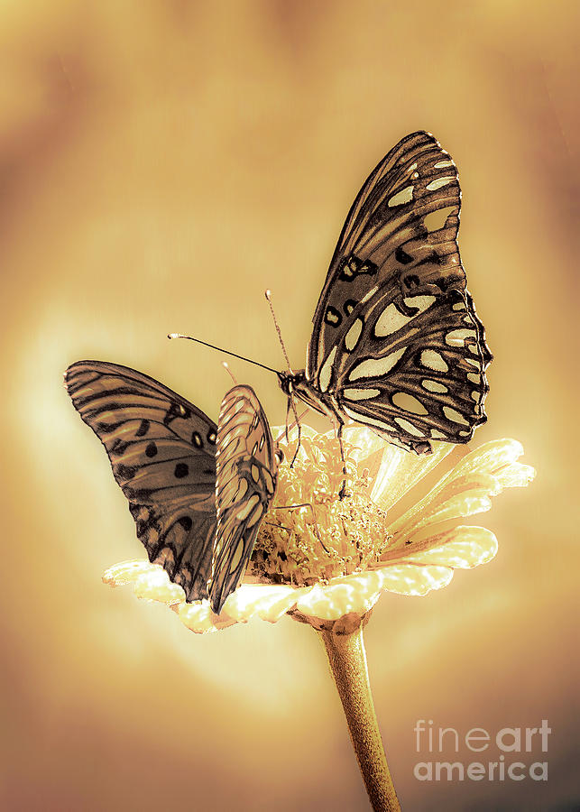 Two Butterflies - Monochrome Digital Art by Anthony Ellis