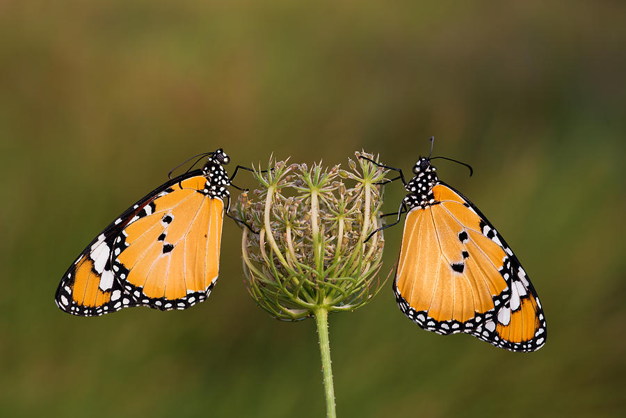 Two butterflies on a  flower. Photograph by Sezer66