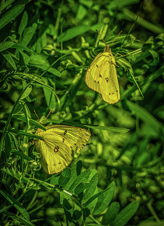 Two Butterflies on Greenery Photograph by James C Richardson