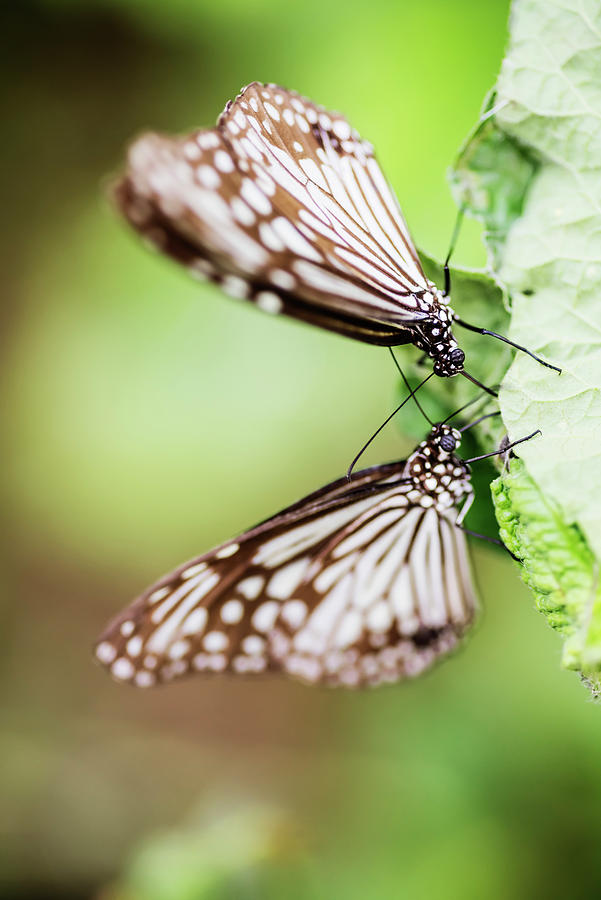 Two butterflies Photograph by Vishwanath Bhat