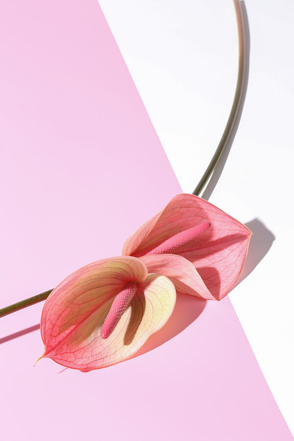 Two Call Lilies on pink and white background Photograph by Tooga