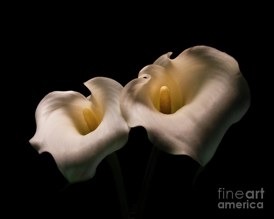 Two Calla Lilies Digital Art by Anthony Ellis