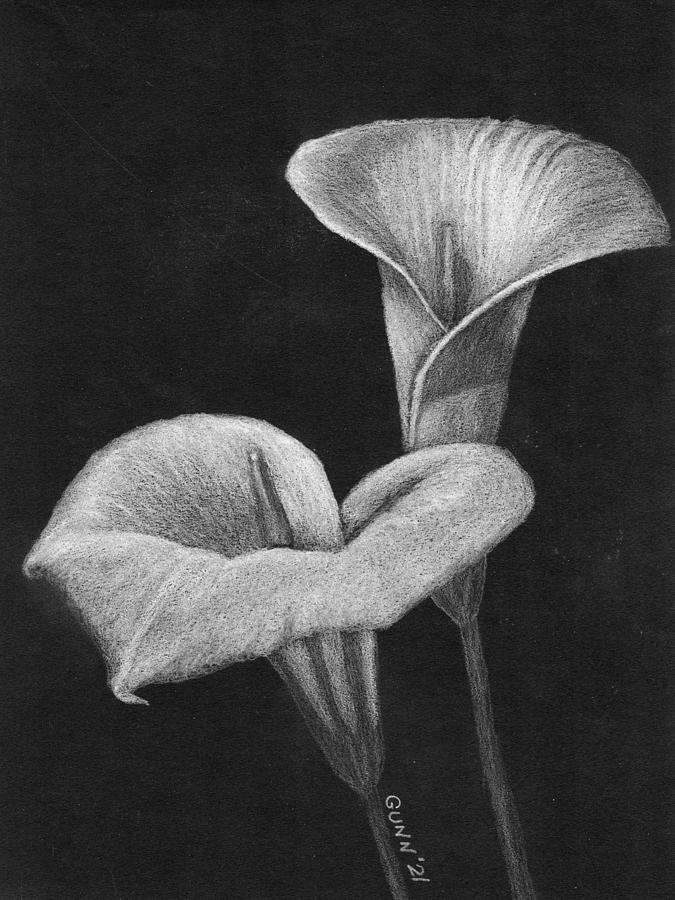 Two Calla Lilies Drawing by Katrina Gunn