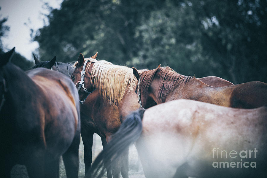 Two calm horses Photograph by Dimitar Hristov