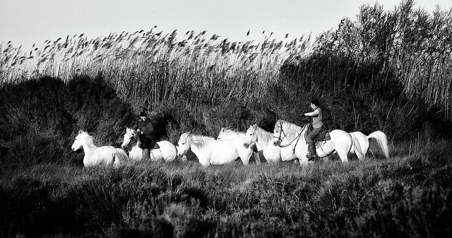 Two Camargue gardians and wild horses Photograph by Jean Gill