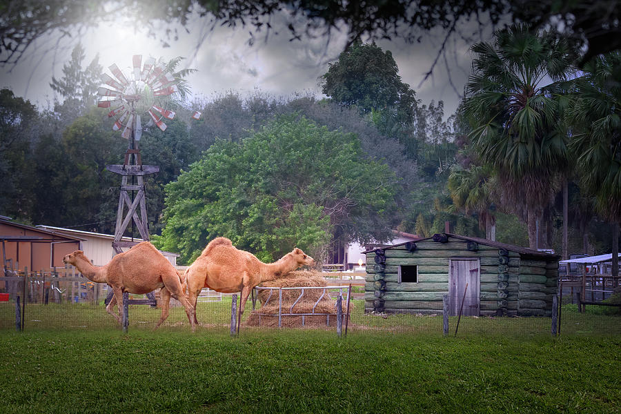 Two Camels, a Windmill, and a Log Cabin Photograph by Mark Andrew Thomas