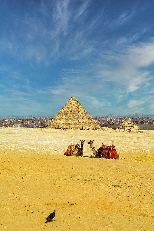 Two camels sitting in front of the great pyramids in Giza in the desert during a sunny warm day in summer, Egypt Photograph by Arpan Bhatia
