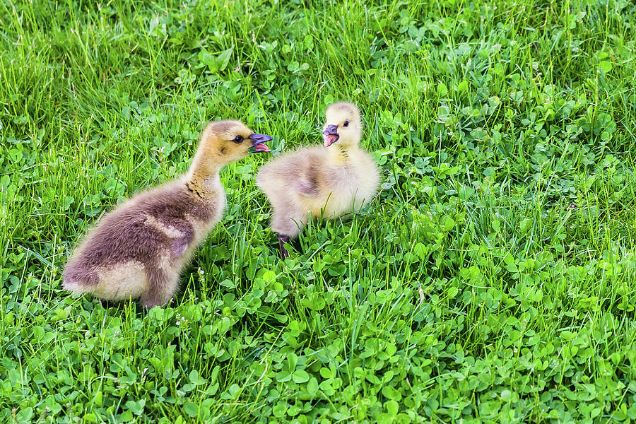 Two Canada Geese Goslings Photograph
