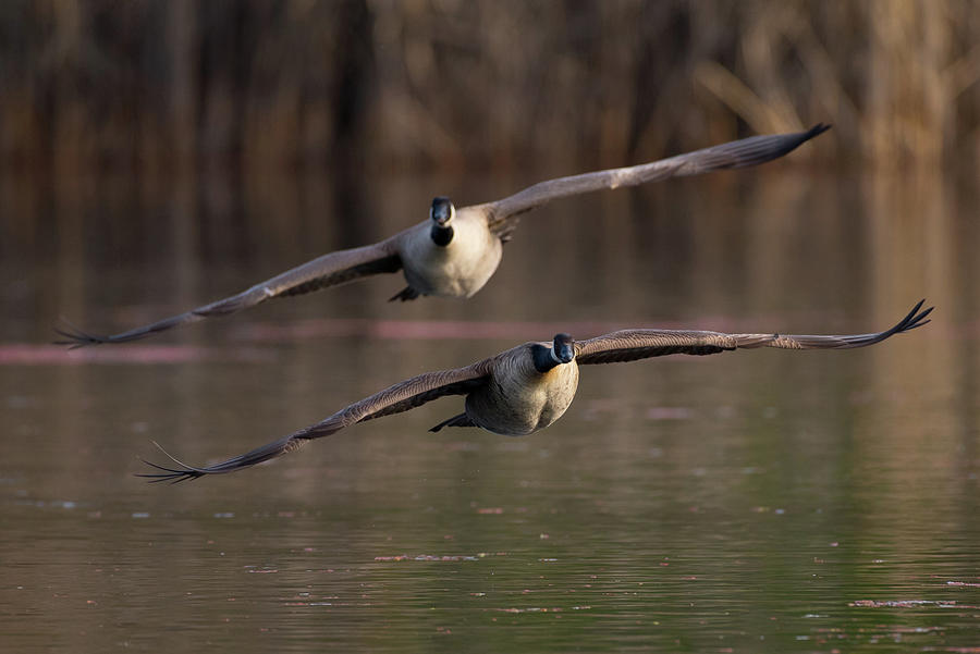 Two canada geese in flight Photograph by Mike Fusaro