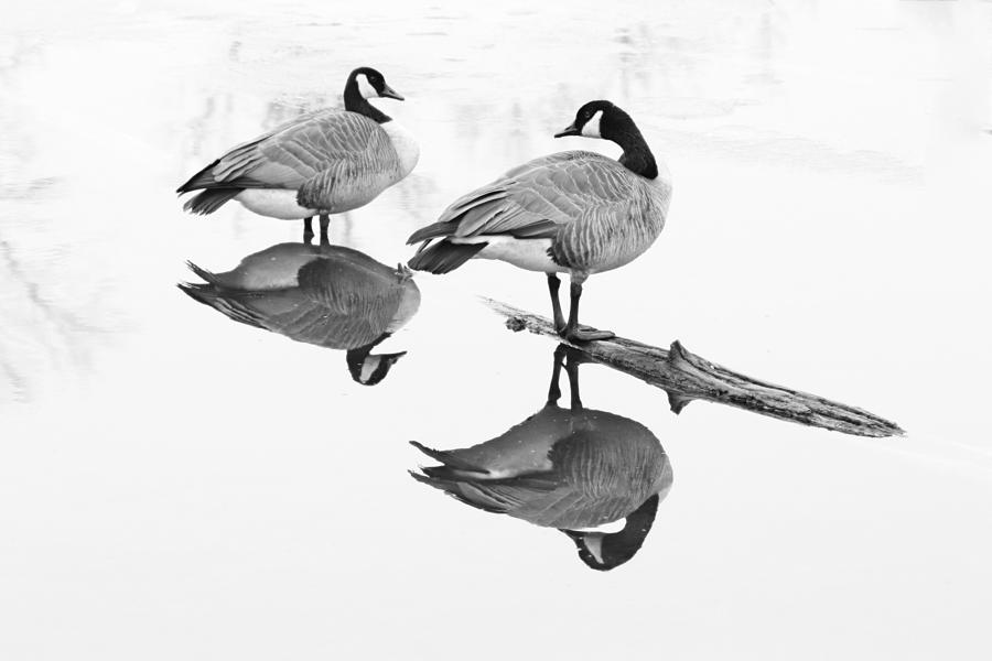 Two Canada Geese Reflections Black And White Photograph