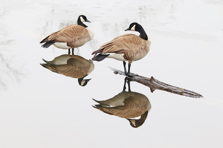 Two Canada Geese Reflections Photograph