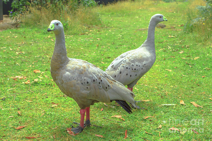 Goose Photograph - Two Cape Barren Goose by Benny Marty