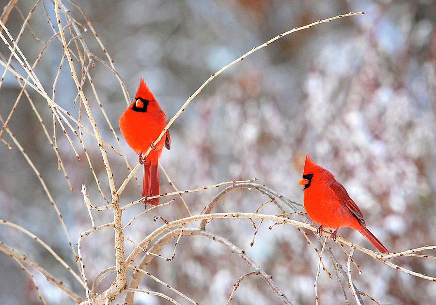 Two Cardinals Photograph by Deborah Penland