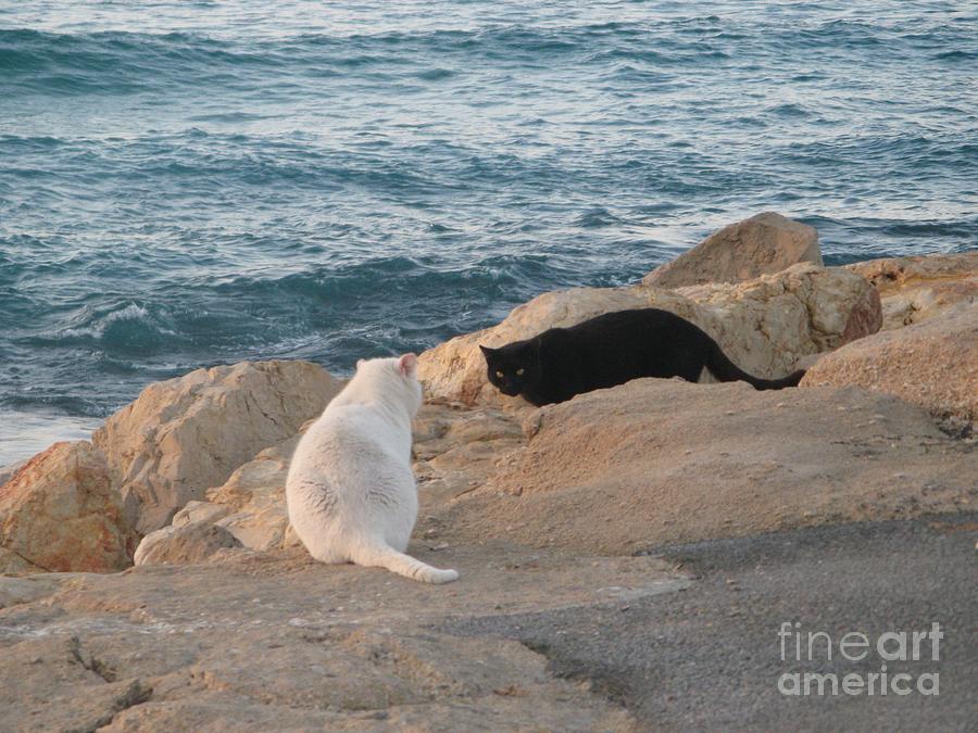 Two cats black and white on the beach Photograph by Nili Tochner