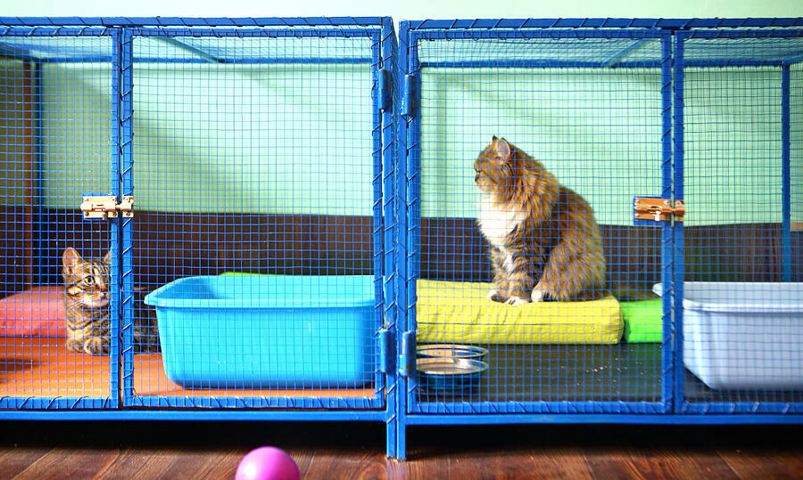 Two cats in cat shelter. Photograph by Gilaxia