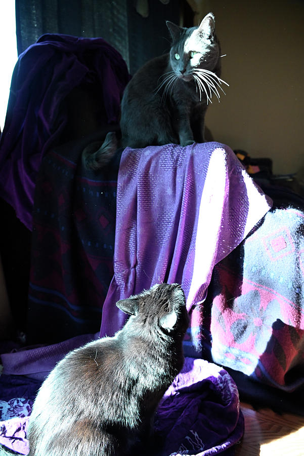 Two Cats In Purple Sunlit Setting Photograph
