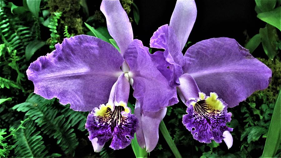 Flower Photograph - Two Cattleya Orchids by Dylyce Clarke