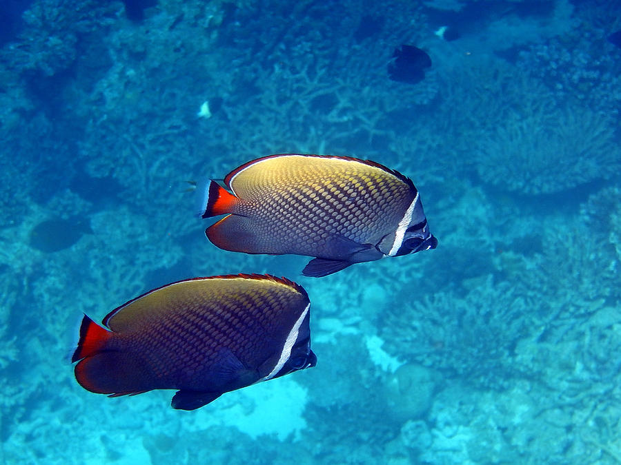 Two Chaetodon Collare (Red-tailed Butterflyfish) Photograph by Federica Grassi