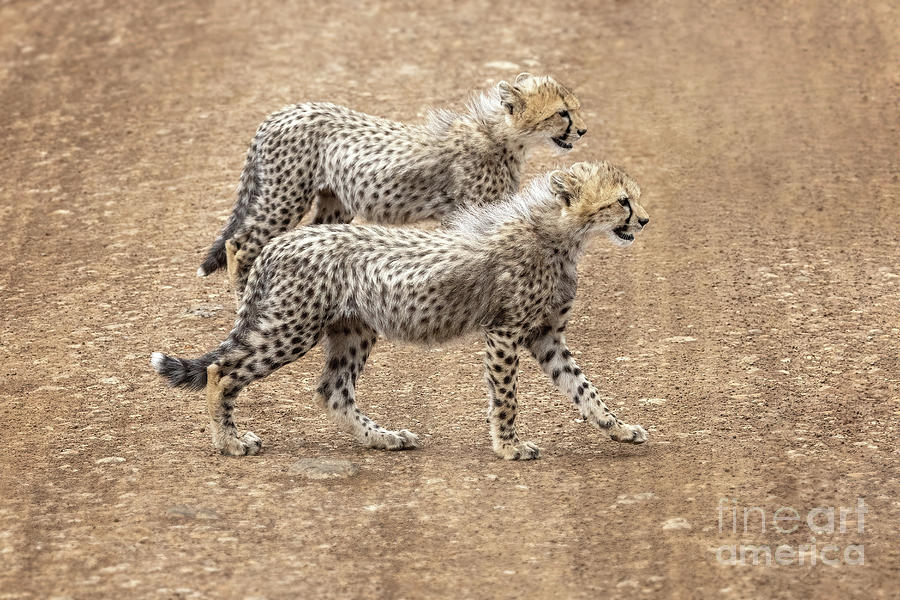 Two cheetah cubs, acinonyx jubatus, cross a dirt road in the Masai Mara, Kenya. These siblings are approximately 4 months old and will stay with their mother until aged 18 months Photograph by Jane Rix