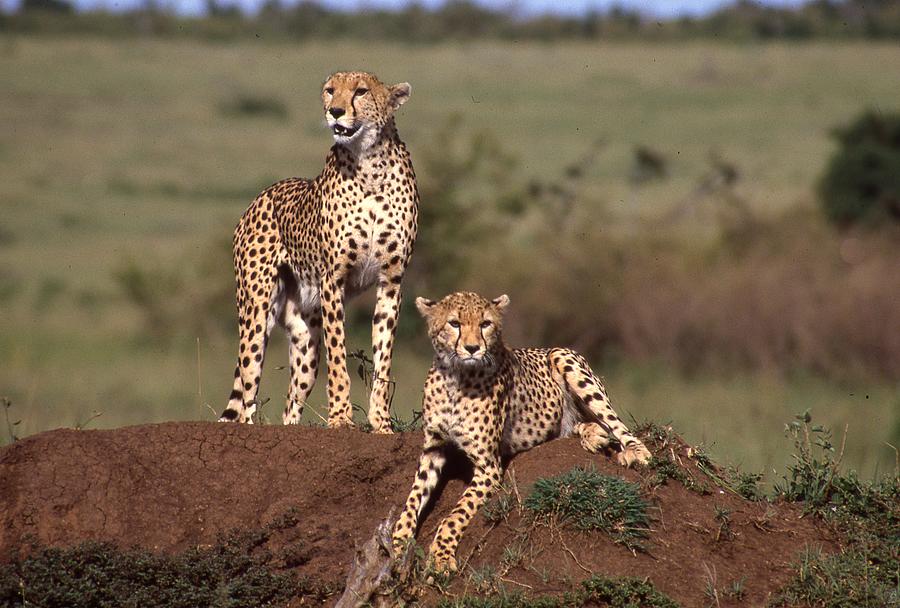 Two Cheetahs Photograph by Russel Considine