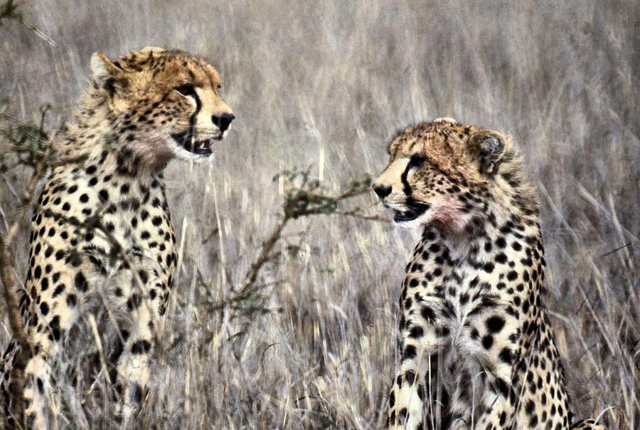 Two Cheetas Face to Face Photograph by Russel Considine