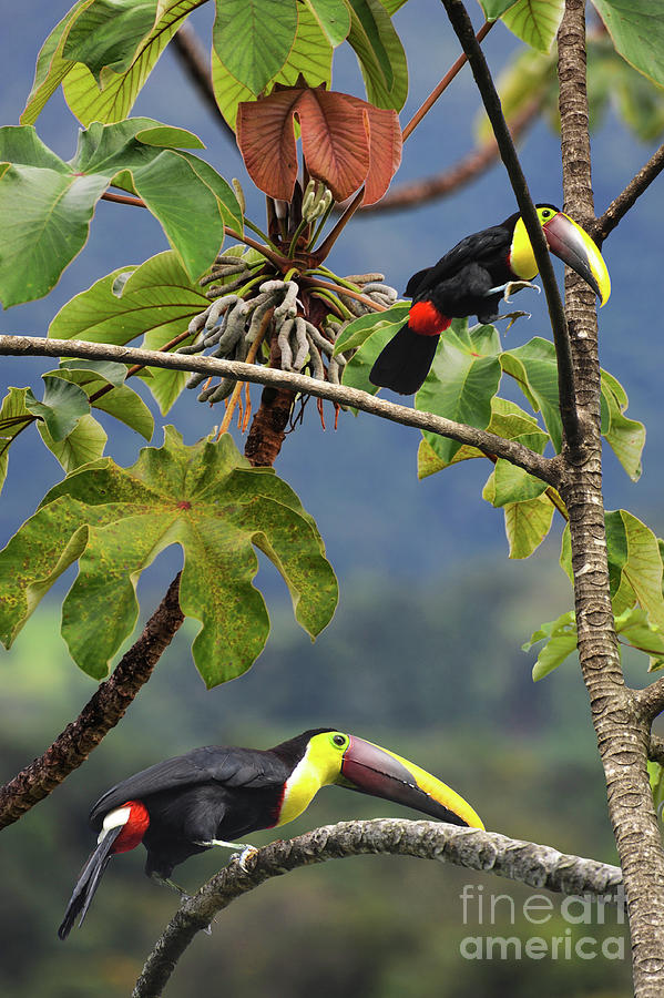 Two Chestnut-mandibled toucans jumping from tree to tree to eat fruits and seeds.  Photograph by Gunther Allen