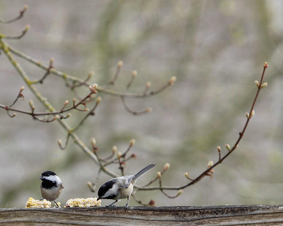 Spring Photograph - Two Chickadees on a Fence by Rebecca Cozart