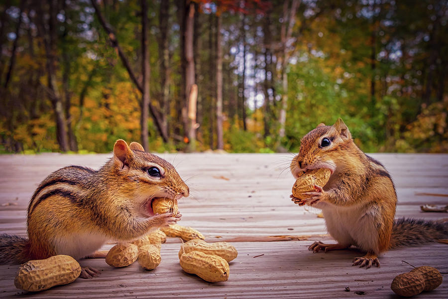 Two Chipmunk Dinner Photograph by Bob Orsillo