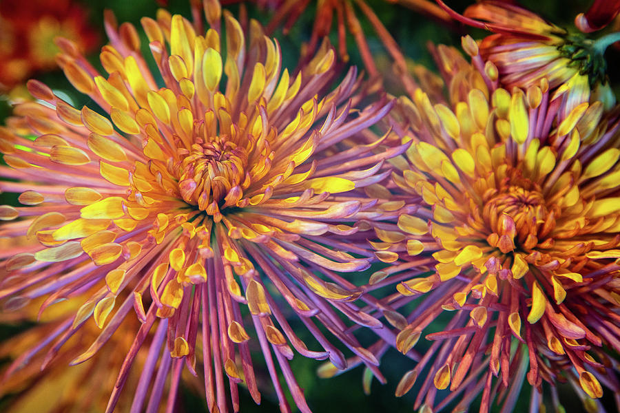 Two Chrysanthemums Photograph