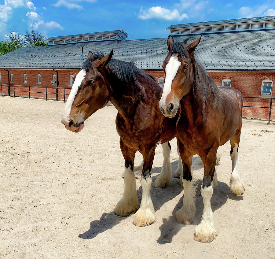 Two Clydesdales Photograph by Lora J Wilson
