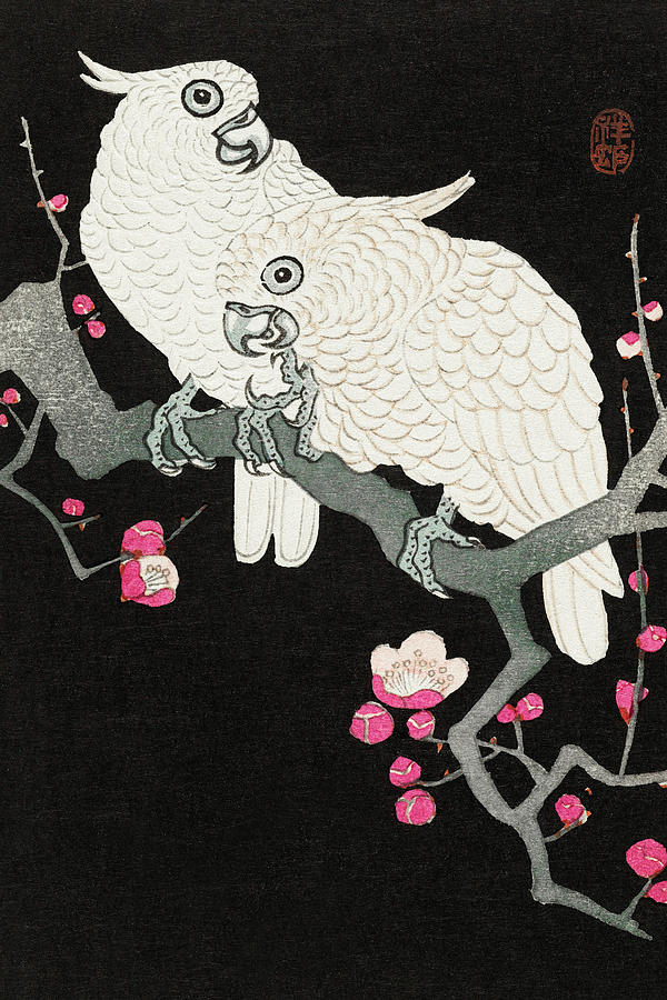 Ohara Koson Painting - Two cockatoo and plum blossom by Ohara Koson