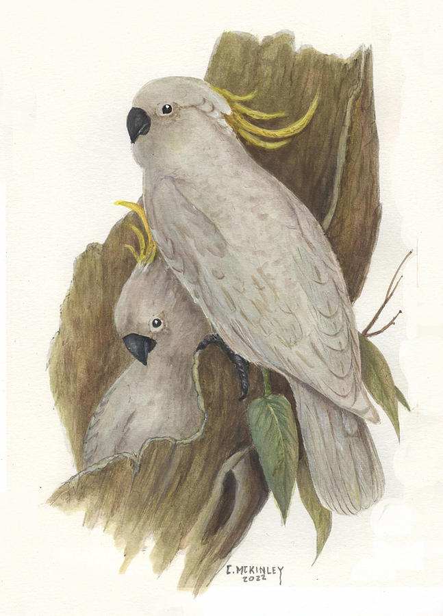 Two Cockatoos Painting by Carl McKinley
