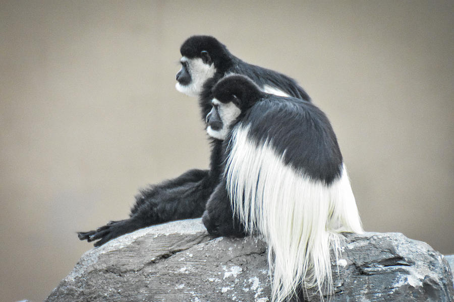 Two colobus monkies Photograph by Ed Stokes