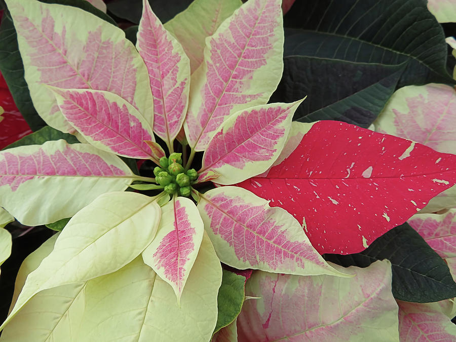 Two Colored Poinsettia Photograph