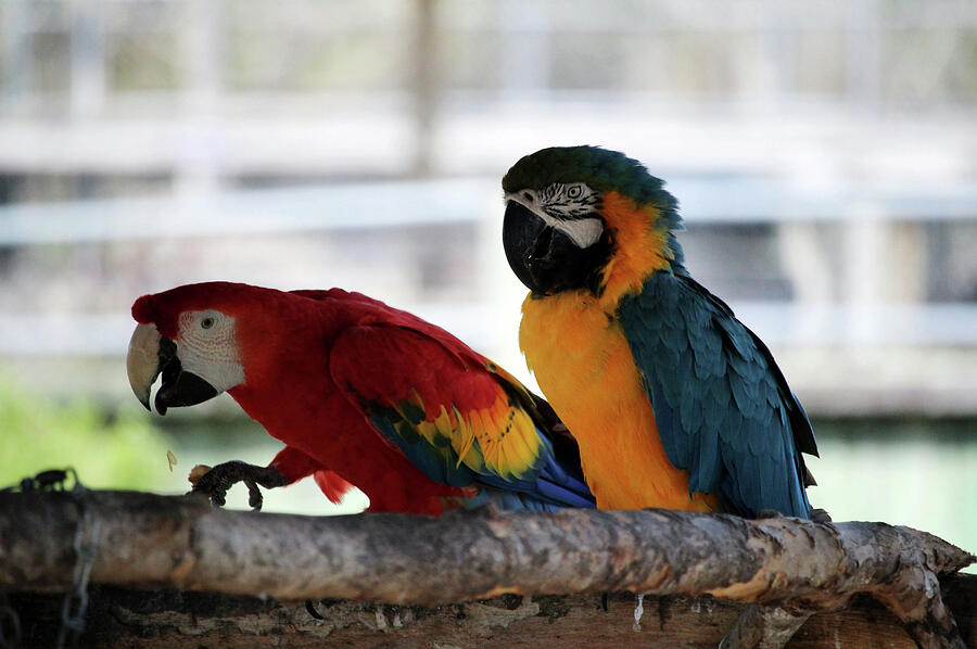 Two Colorful Parrots Photograph by Cynthia Guinn