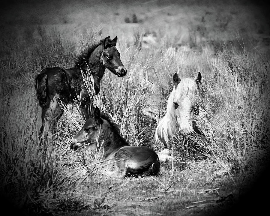 Two Colts And Mare Photograph by Jerry Cowart