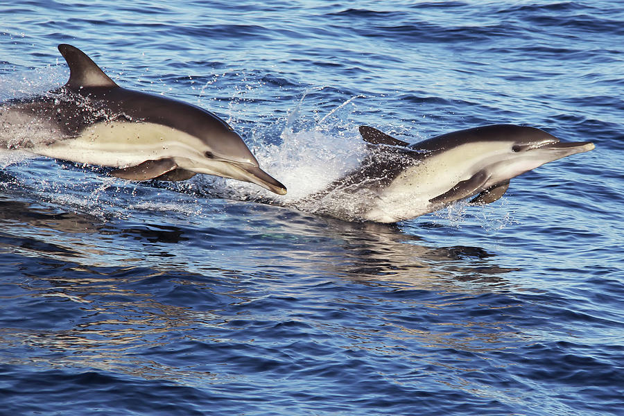 Two Common Dolphins Racing Photograph by Michael Peak - Pixels