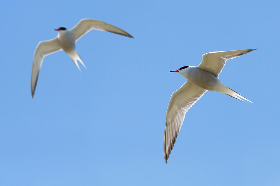 Fish Photograph - Two Common Terns by Arterra Picture Library