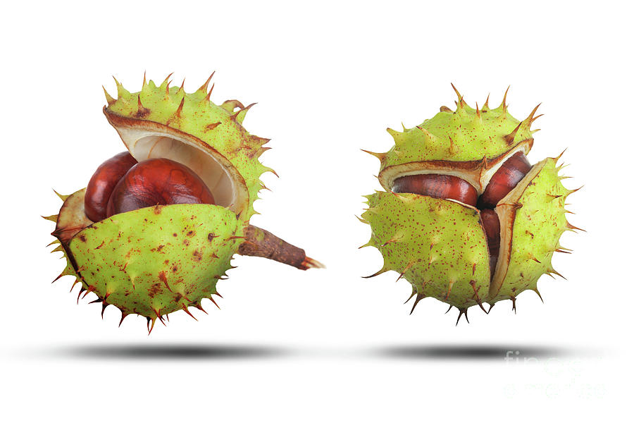 Two conkers opening isolated on white Photograph by Simon Bratt
