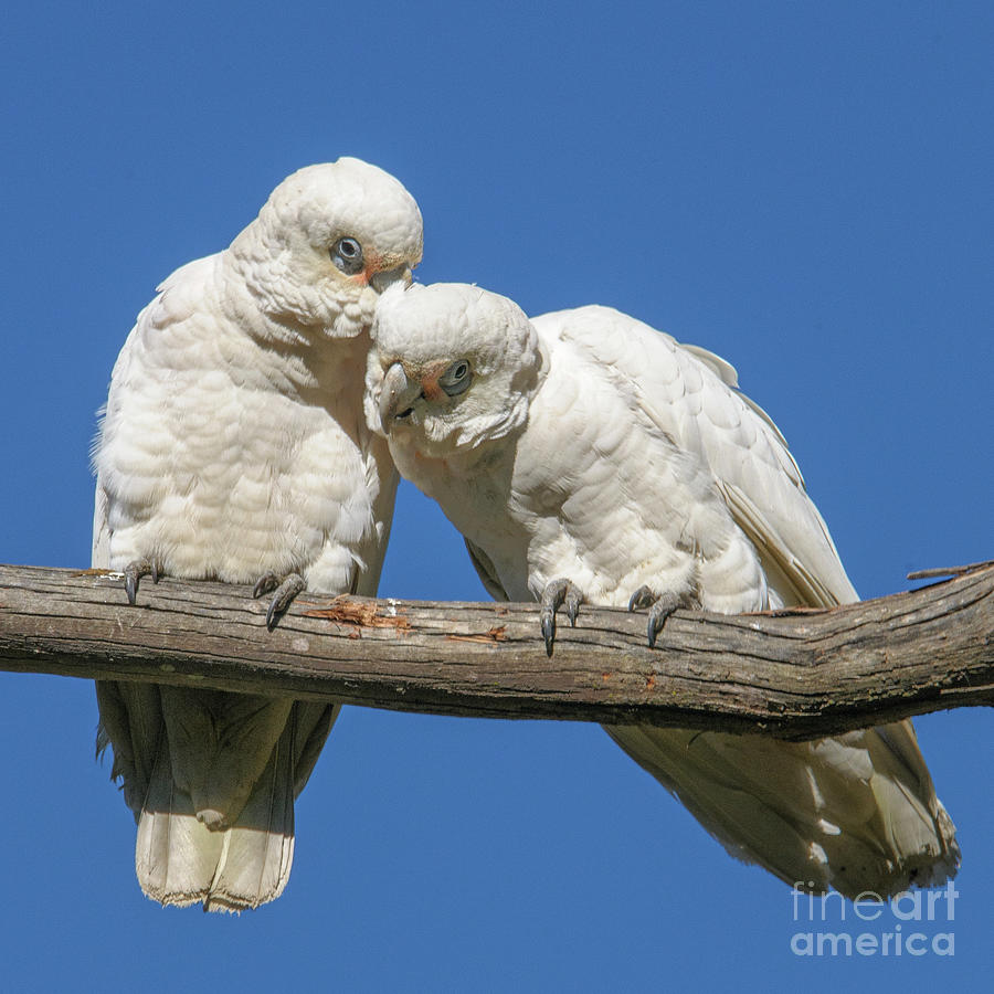  Two Corellas Photograph by Werner Padarin