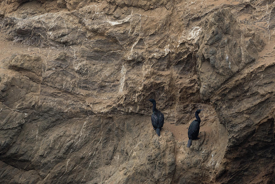 Two cormorants on cliff face Photograph by Mike Fusaro